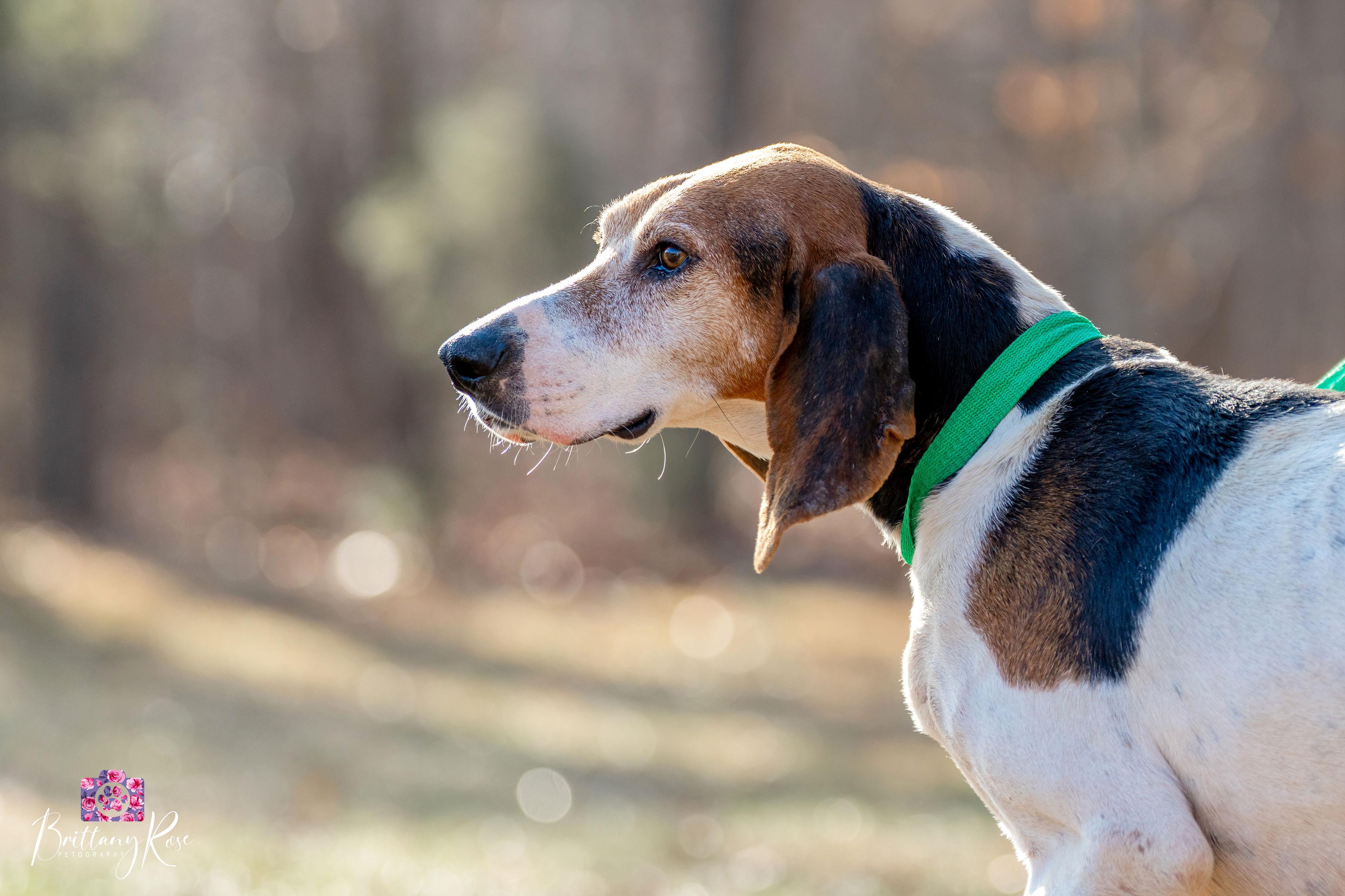 Enlarge Cindy Lou Who , a ADOPTABLE Coonhound in Powhatan, VA image 2/5