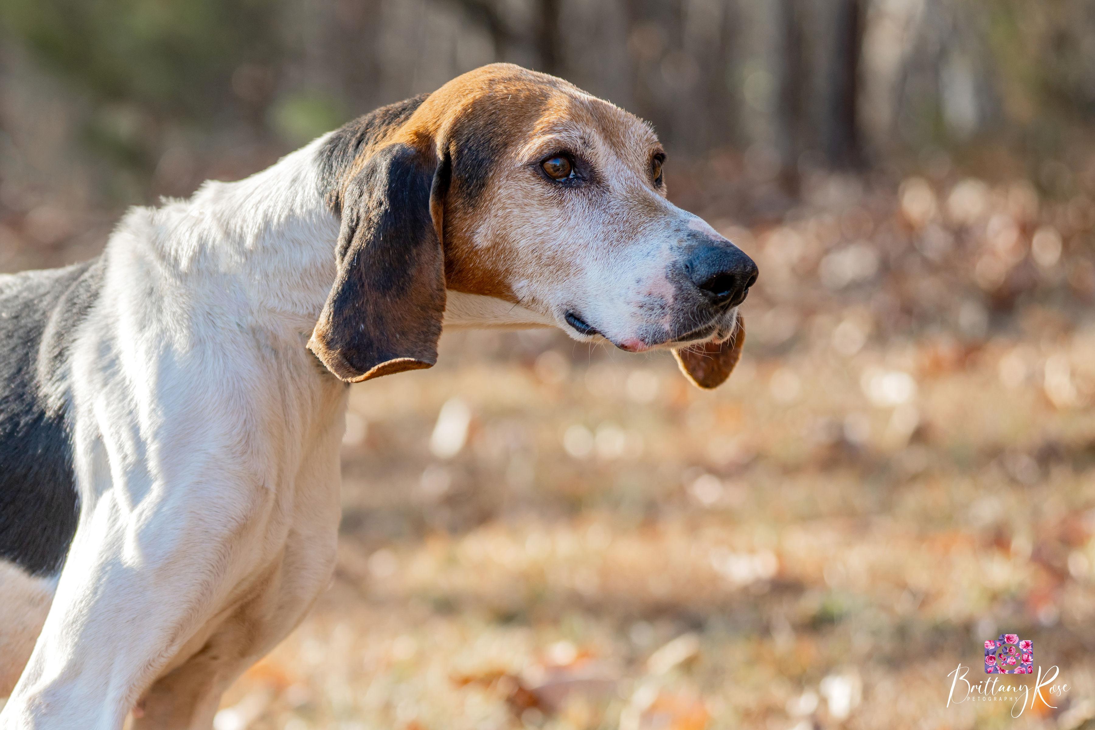 Enlarge Cindy Lou Who , a ADOPTABLE Coonhound in Powhatan, VA image 3/5