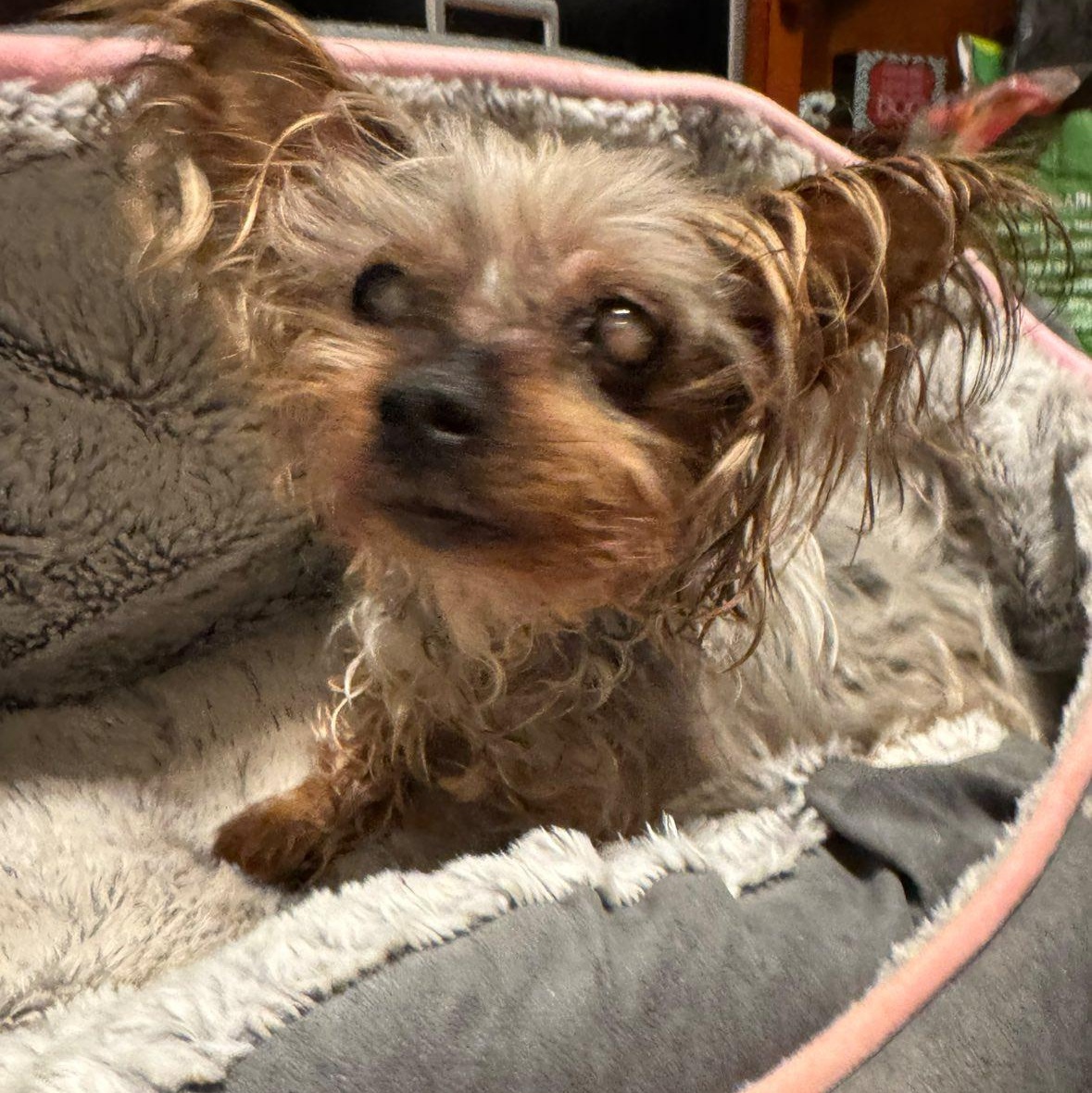 Bebe, an adoptable Yorkshire Terrier in Rockville, MD image 2/6