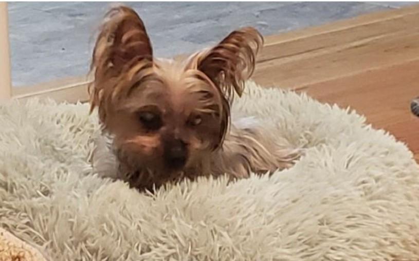 Enlarge Bebe, an adoptable Yorkshire Terrier in Rockville, MD image 4/6