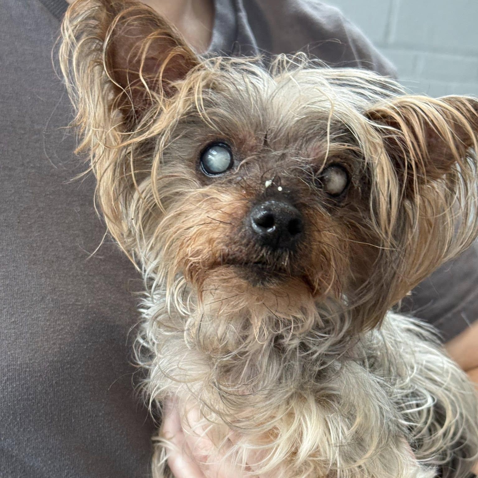 Bebe, adoptable, Senior Female Yorkshire Terrier.