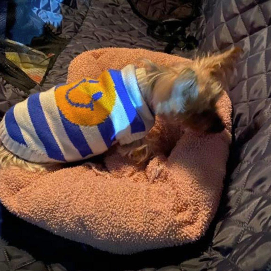 Bebe, an adoptable Yorkshire Terrier in Rockville, MD image 3/6