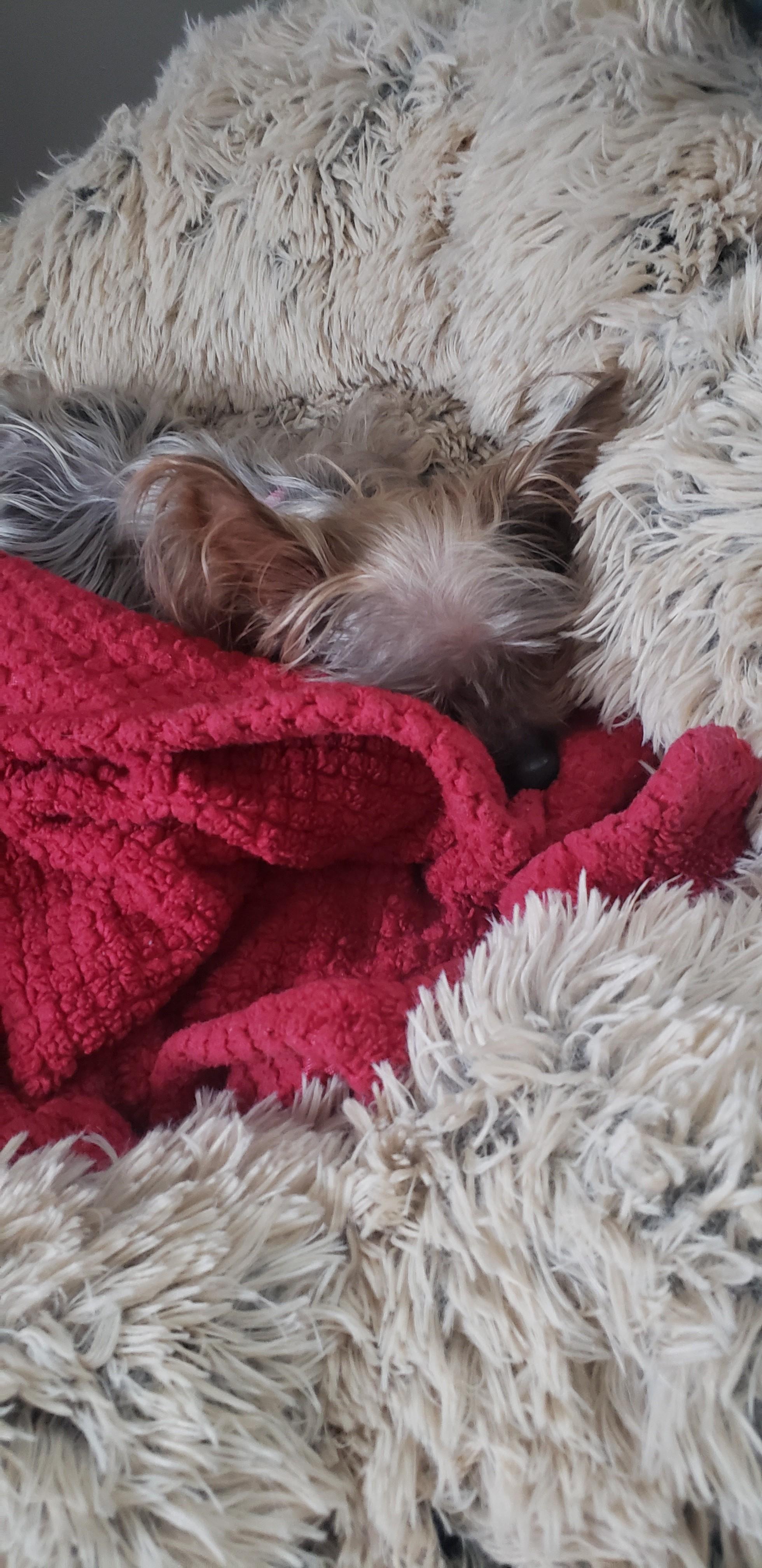 Bebe — thumbnail 5