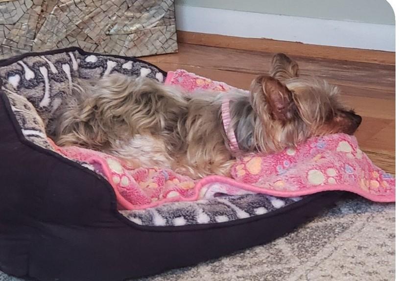 Enlarge Bebe, an adoptable Yorkshire Terrier in Rockville, MD image 5/6