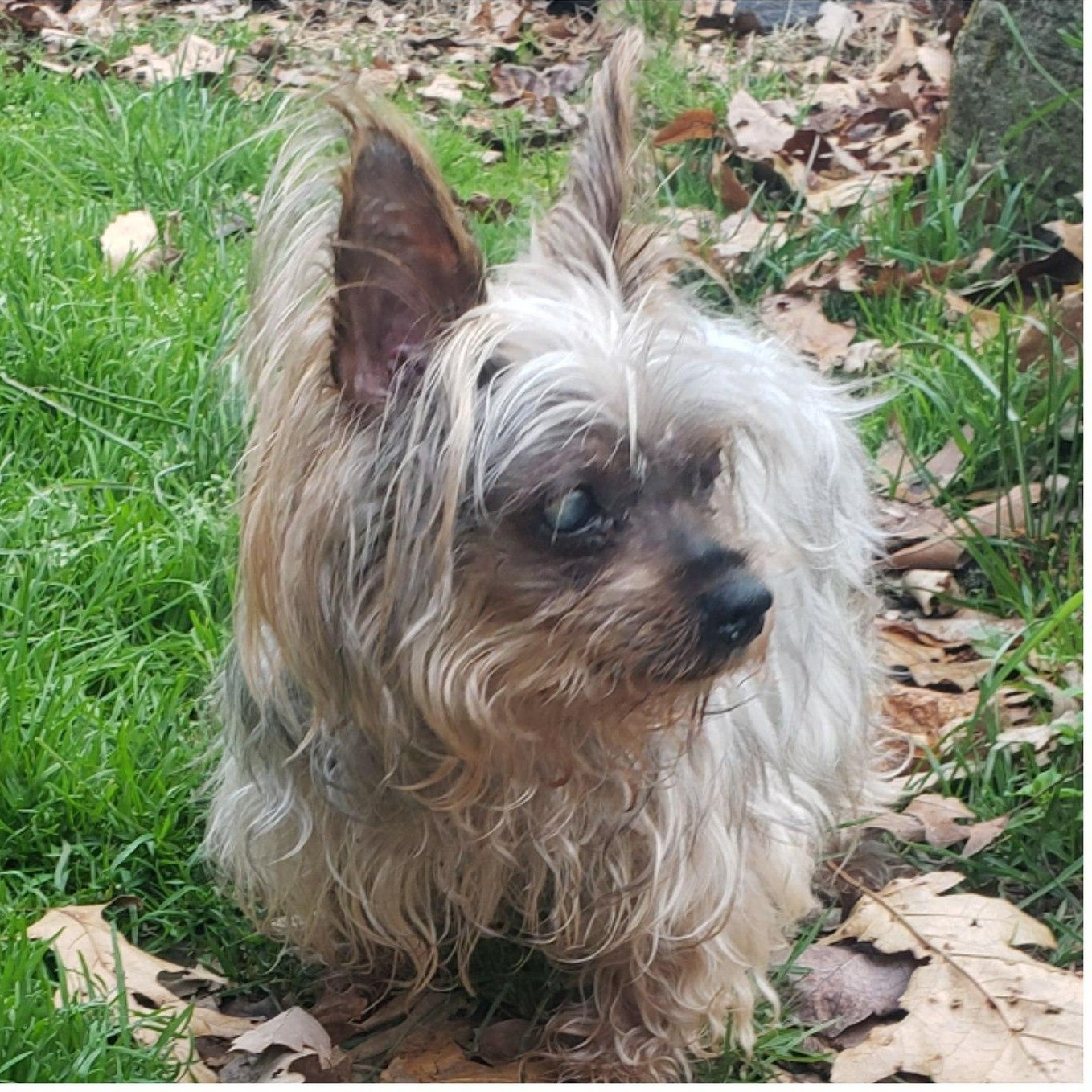 Enlarge Bebe, an adoptable Yorkshire Terrier in Rockville, MD image 1/6