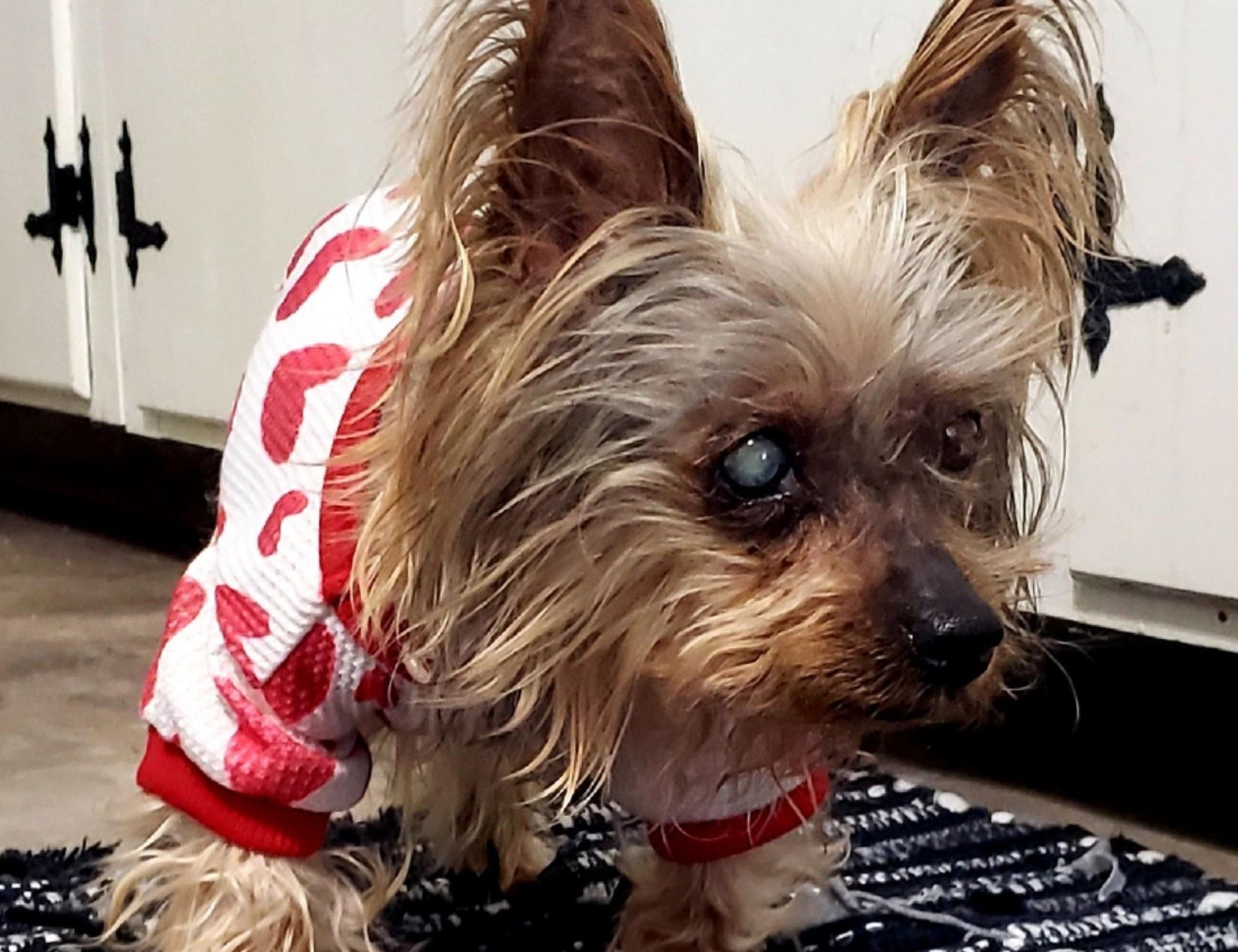 Enlarge Bebe, an adoptable Yorkshire Terrier in Rockville, MD image 2/6