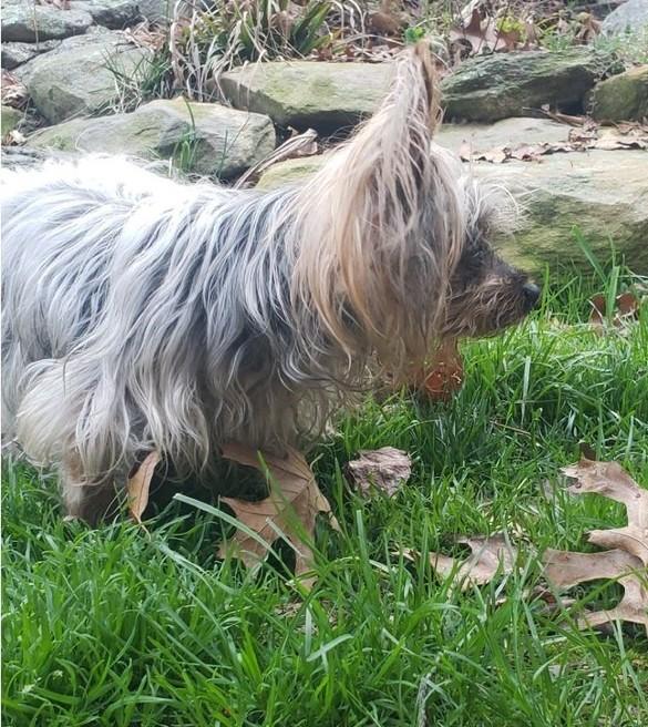 Enlarge Bebe, an adoptable Yorkshire Terrier in Rockville, MD image 3/6