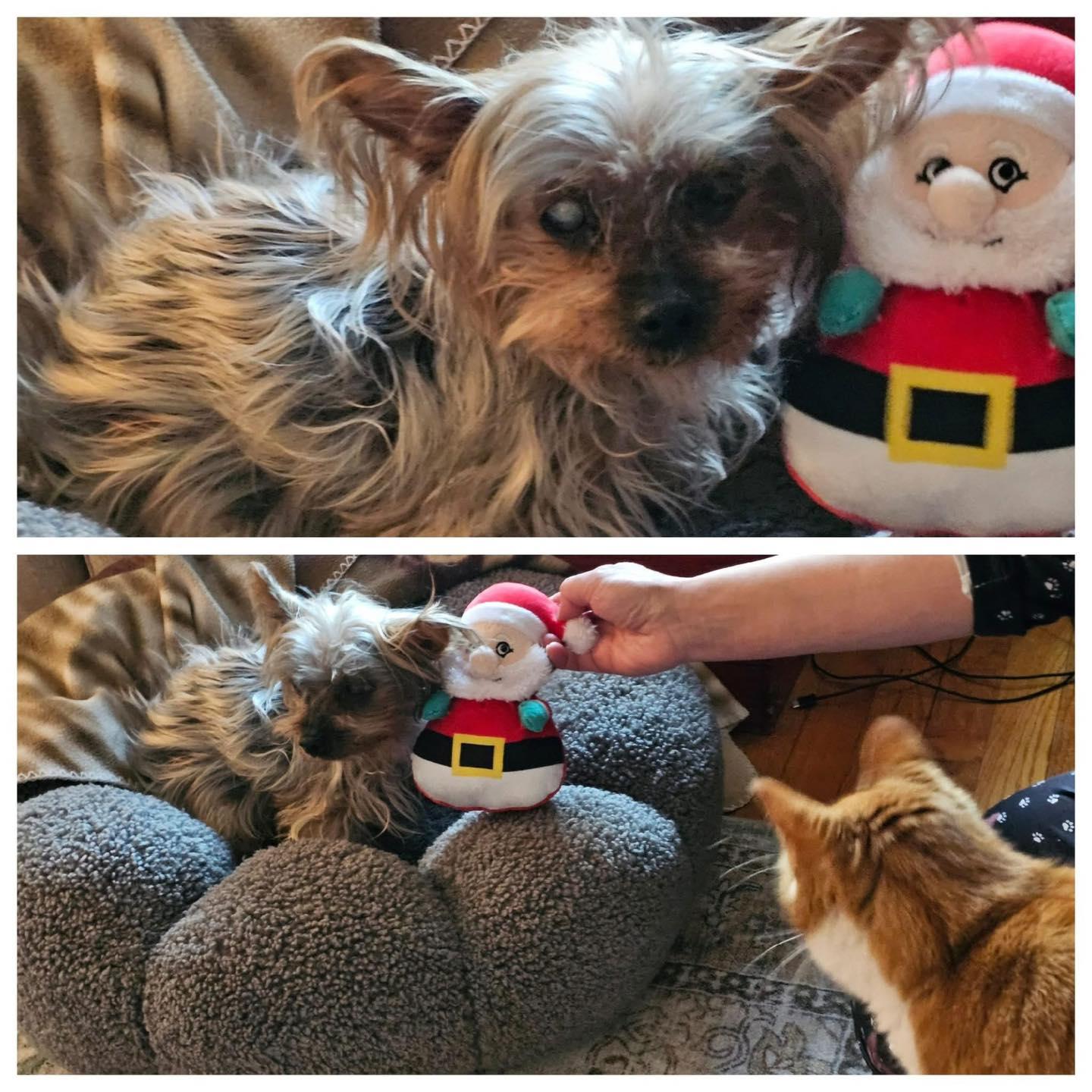 Bebe — thumbnail 6