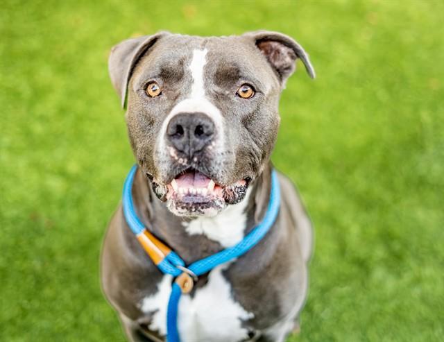 GATORADE, Adoptable, Adult Male Pit Bull Terrier.