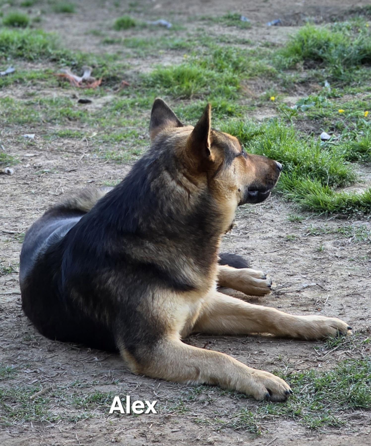 Enlarge Alex, a ADOPTABLE mixed breed in Warren, RI image 4/6