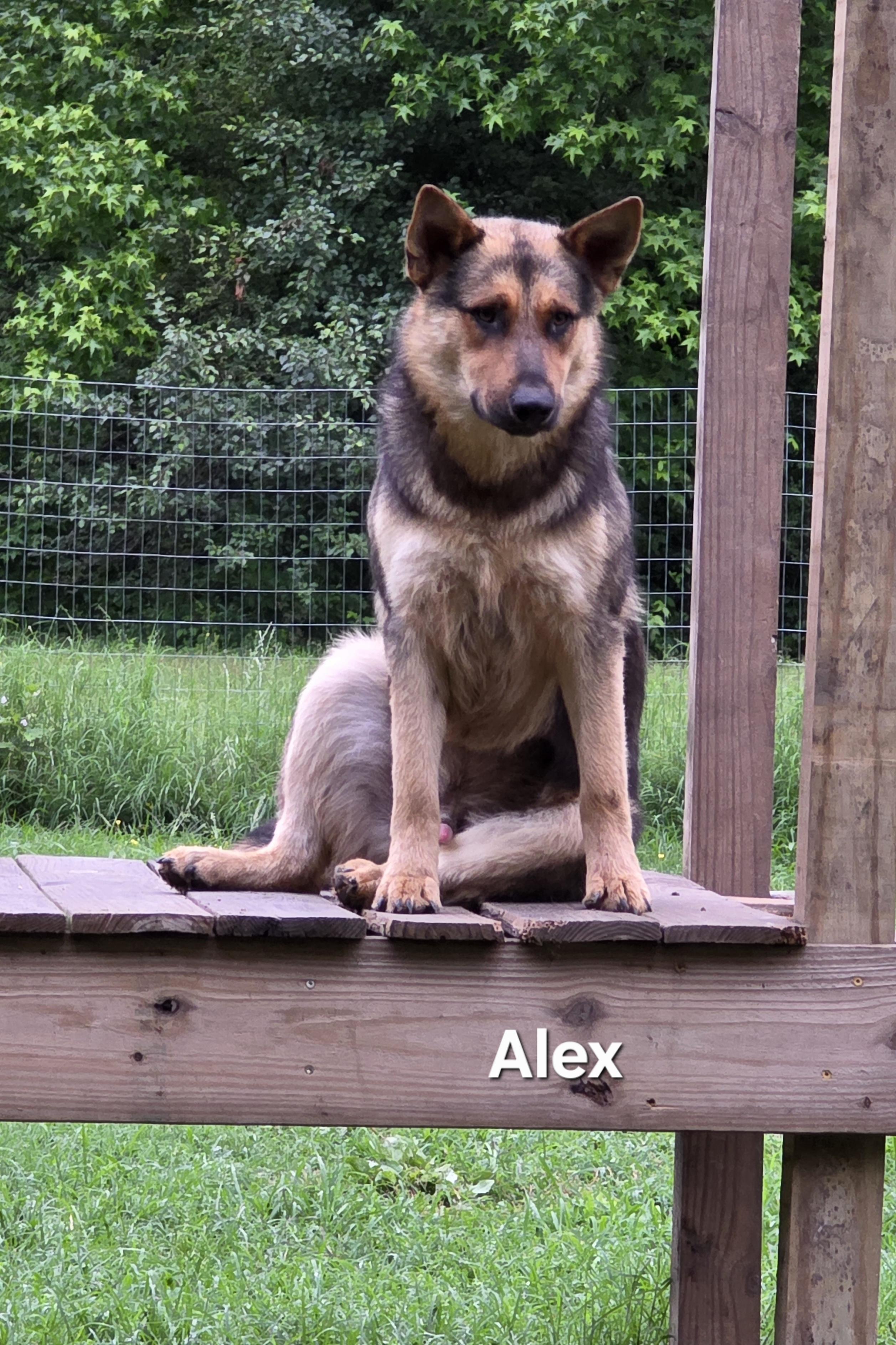 Enlarge Alex, an adopted mixed breed in Warren, RI image 1/6
