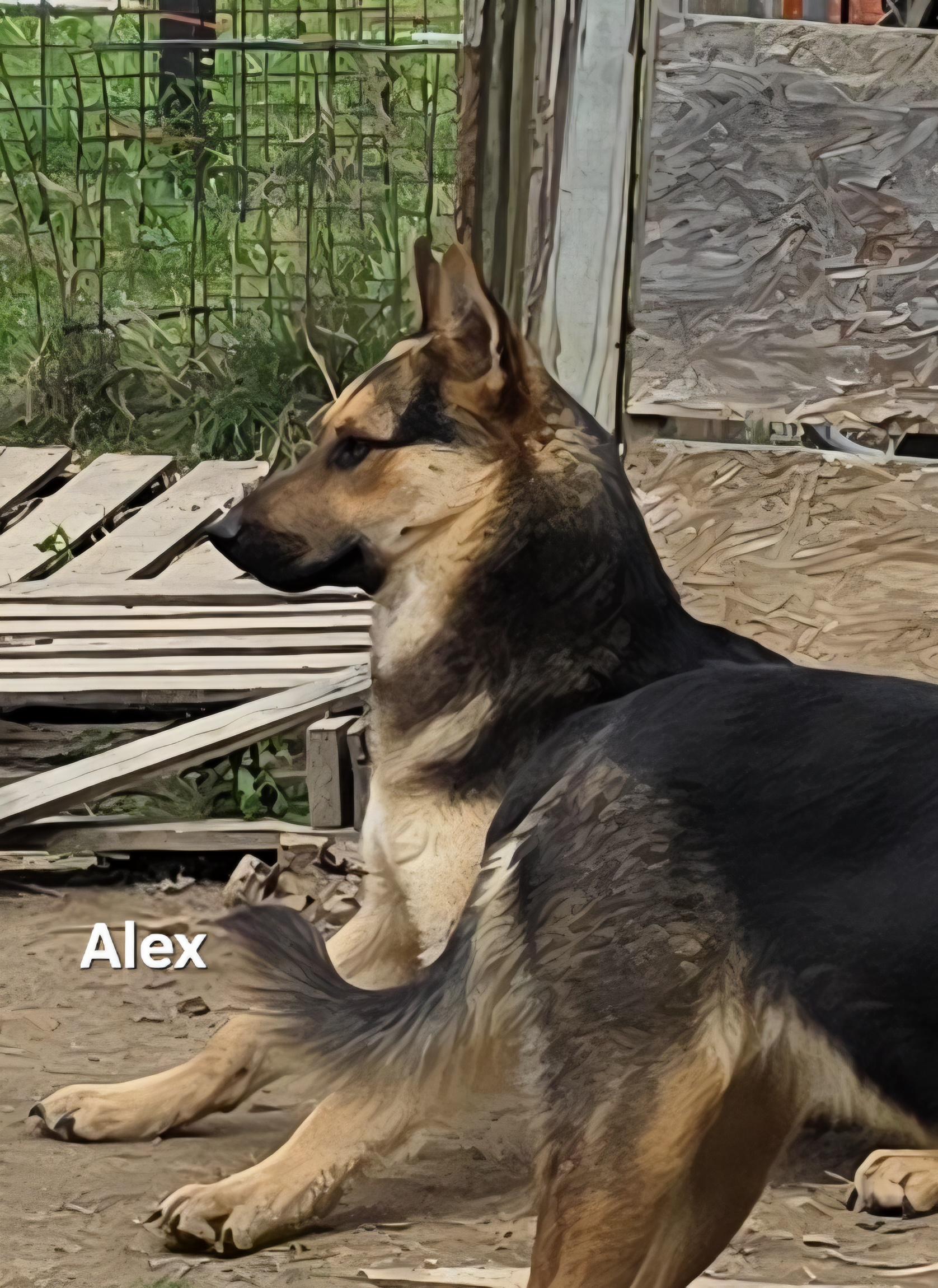 Enlarge Alex, a ADOPTABLE mixed breed in Warren, RI image 6/6
