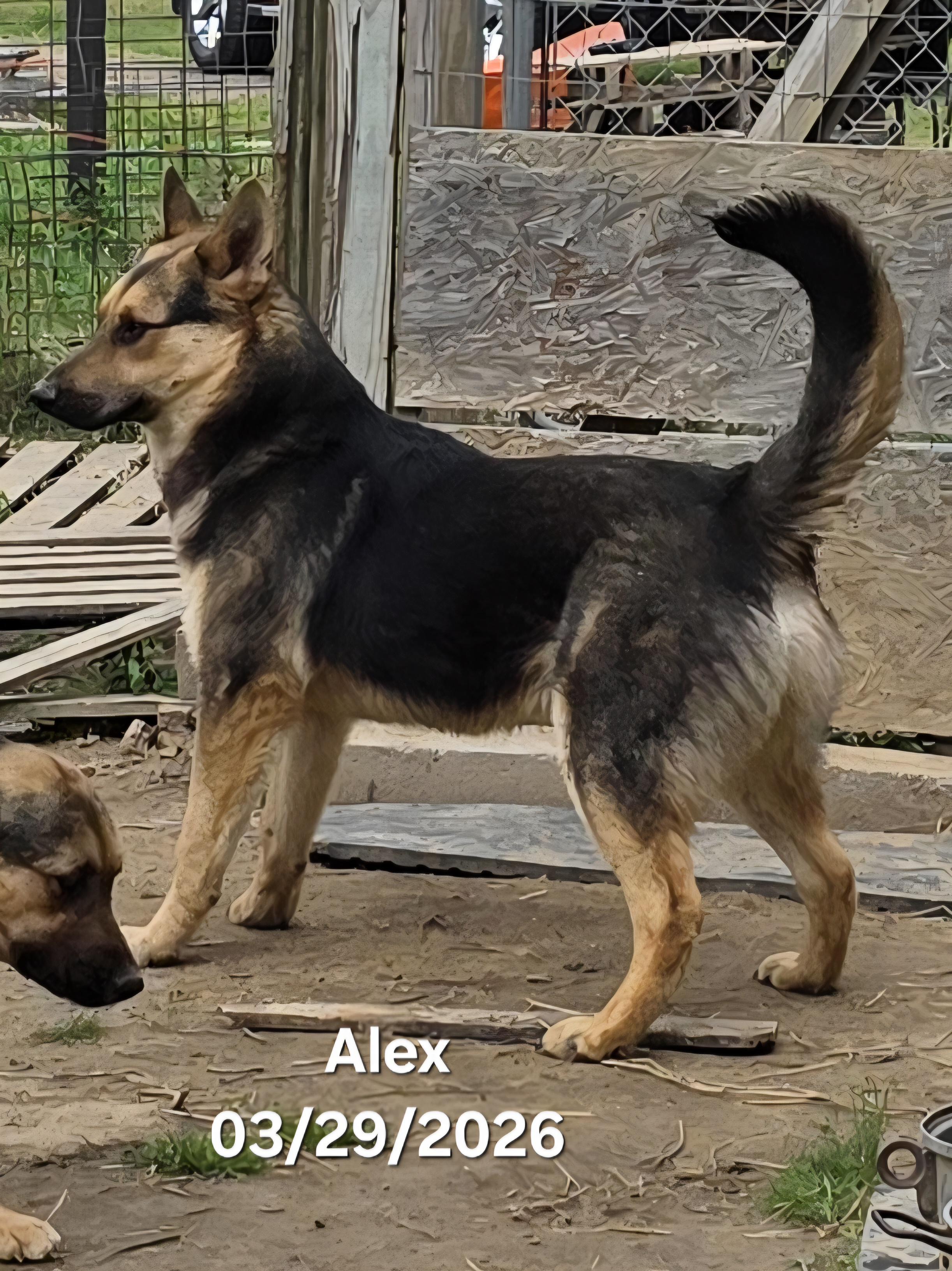 Enlarge Alex, a ADOPTABLE mixed breed in Warren, RI image 3/6