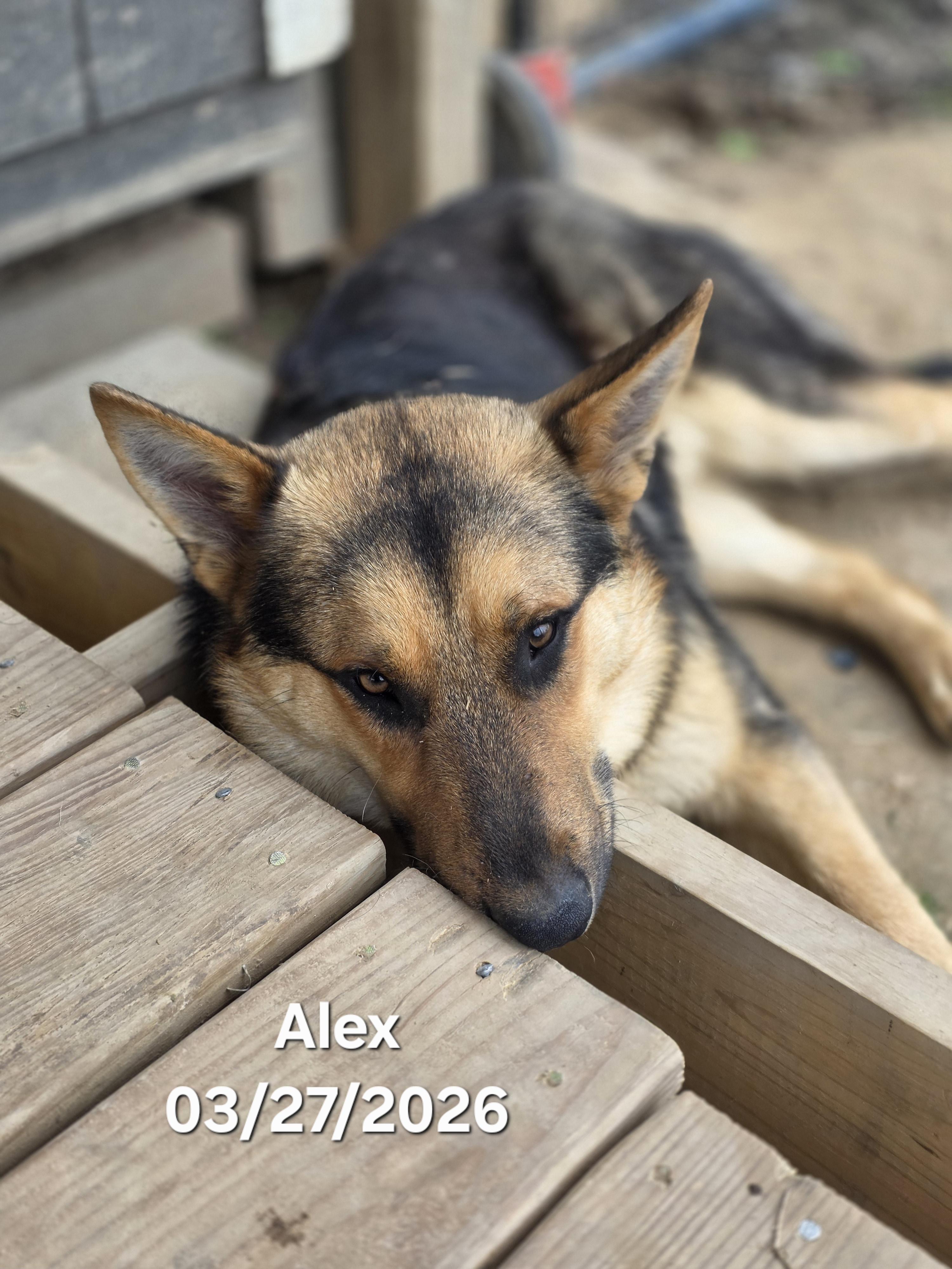 Enlarge Alex, a ADOPTABLE mixed breed in Warren, RI image 1/6