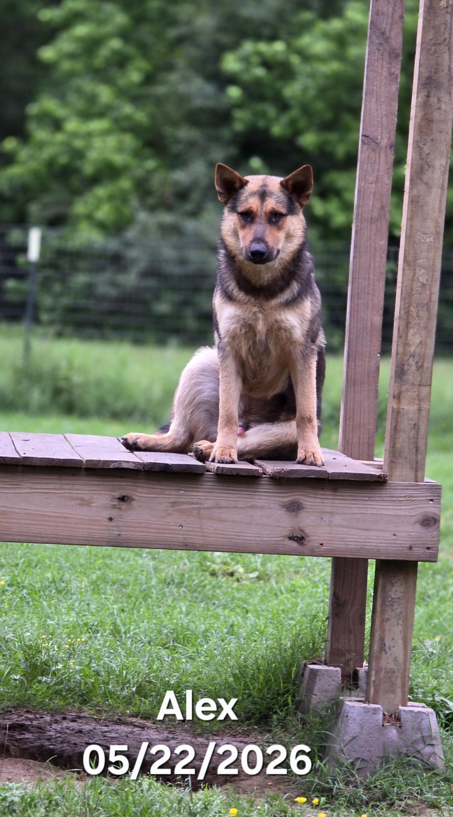 Enlarge Alex, an adopted mixed breed in Warren, RI image 6/6