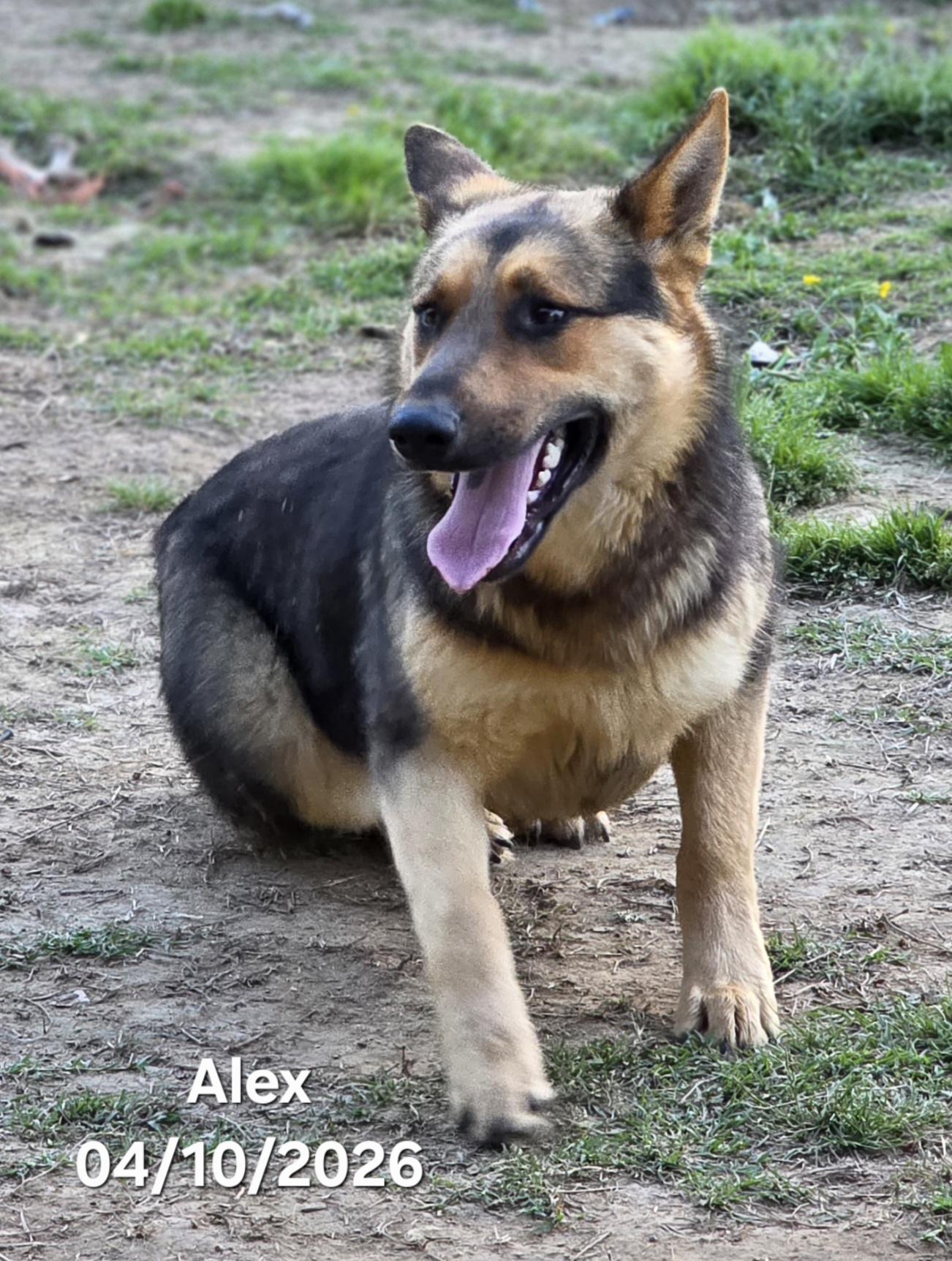 Enlarge Alex, a ADOPTABLE mixed breed in Warren, RI image 2/6