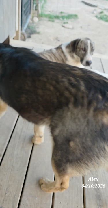 Enlarge Alex, a ADOPTABLE mixed breed in Warren, RI video 5/6