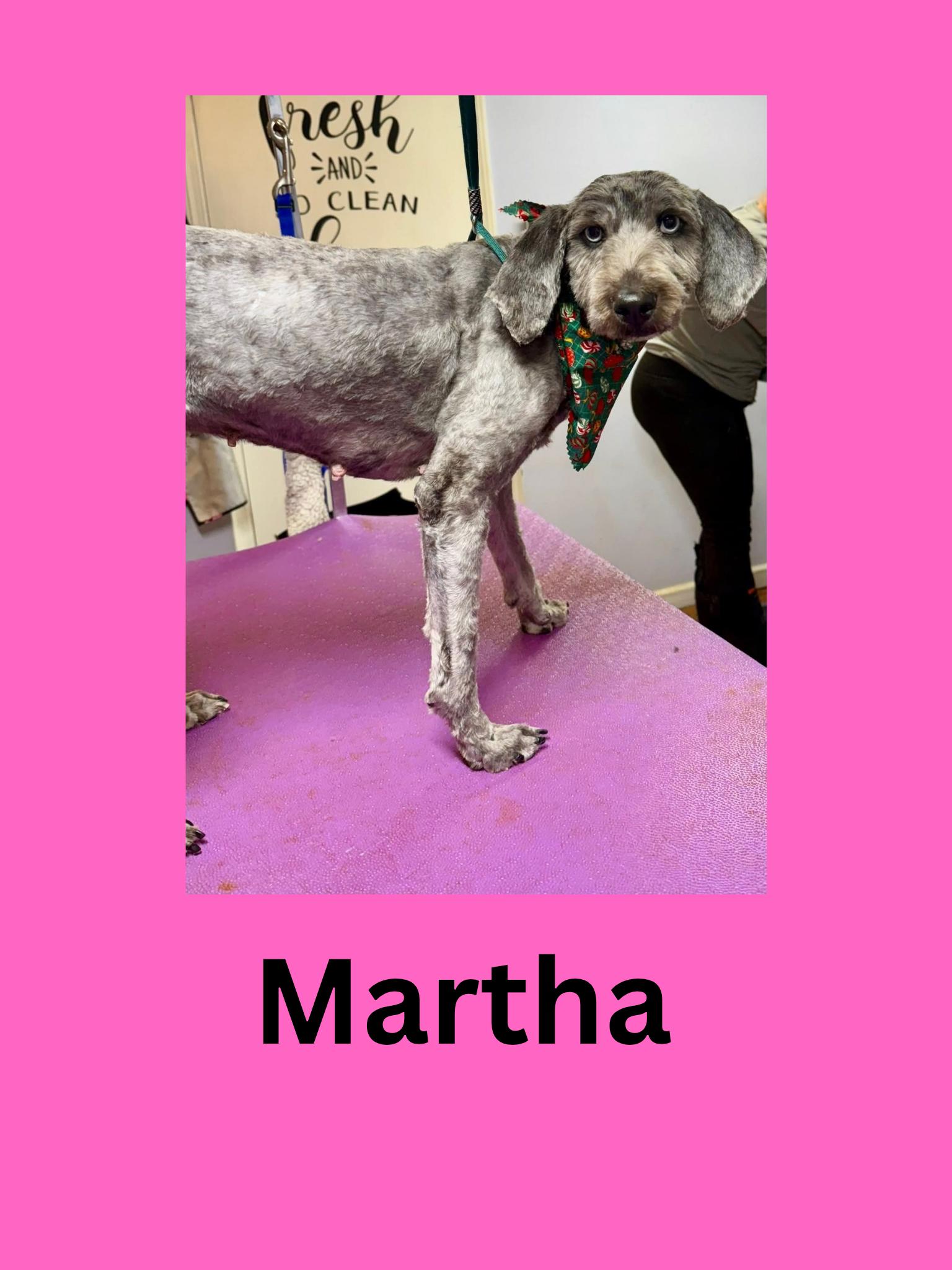 Martha, ADOPTABLE, Adult Female Mixed Breed.