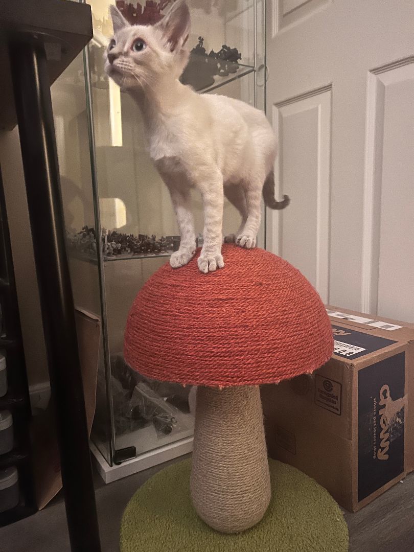 Alice, a Adopted Oriental Tabby in Tempe, AZ image 2/10