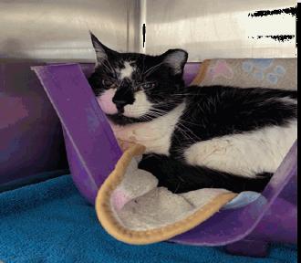 Mama, Adoptable, Senior Female Domestic Short Hair.