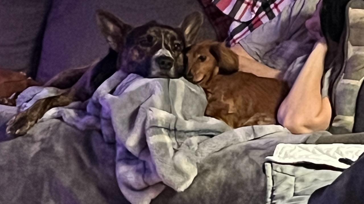 Enlarge Willie Joe (Courtesy Post), a Adoptable Mixed Breed in Talbott, TN image 4/4