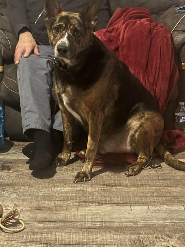 Enlarge Willie Joe (Courtesy Post), a Adoptable Mixed Breed in Talbott, TN image 1/4