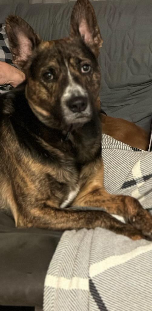 Enlarge Willie Joe (Courtesy Post), a Adoptable Mixed Breed in Talbott, TN image 3/4