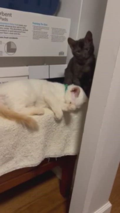 Enlarge Rolf, a Adopted mixed breed in Tigard, OR video 6/11