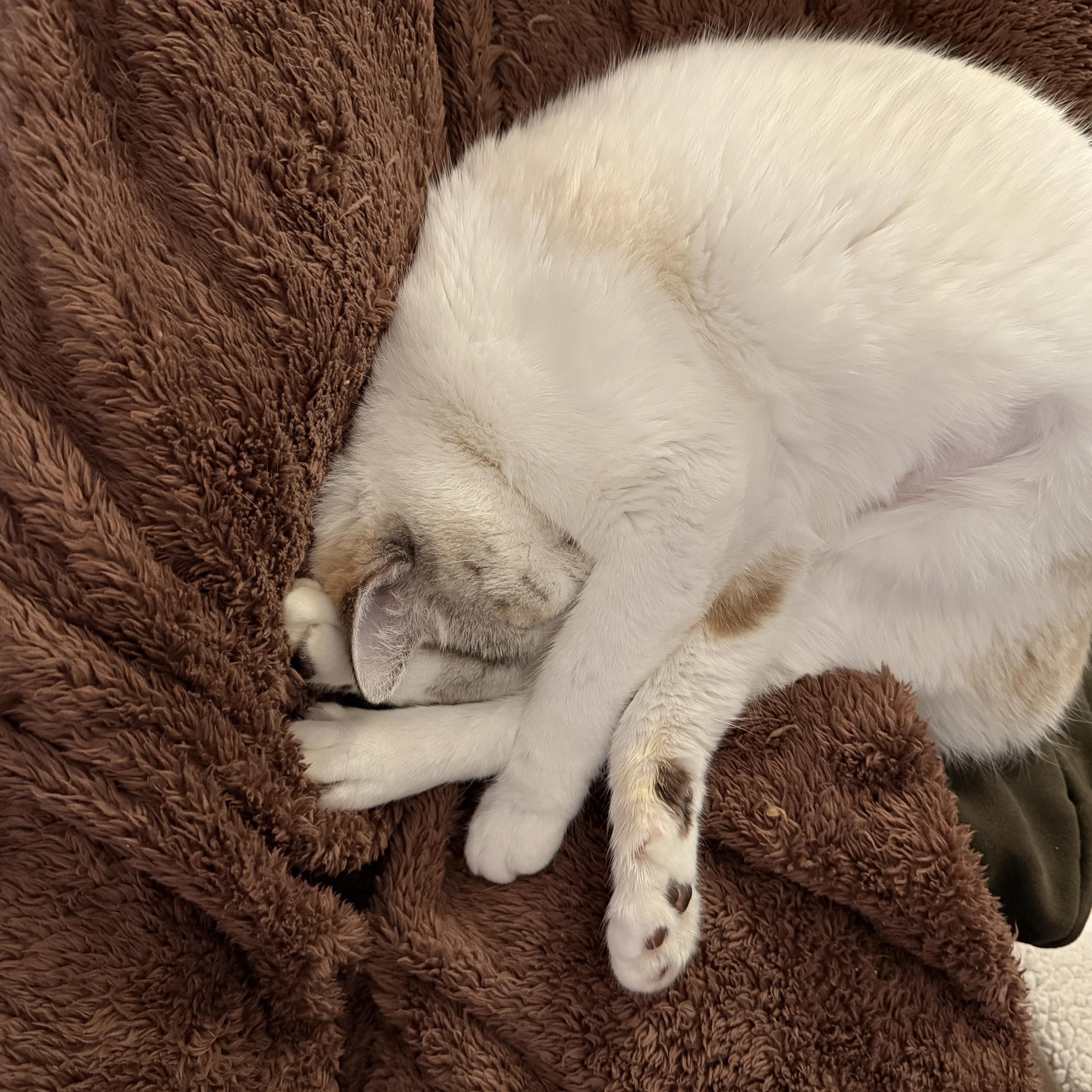 Enlarge Sunny, a Adoptable mixed breed in Waterford, CT image 4/6