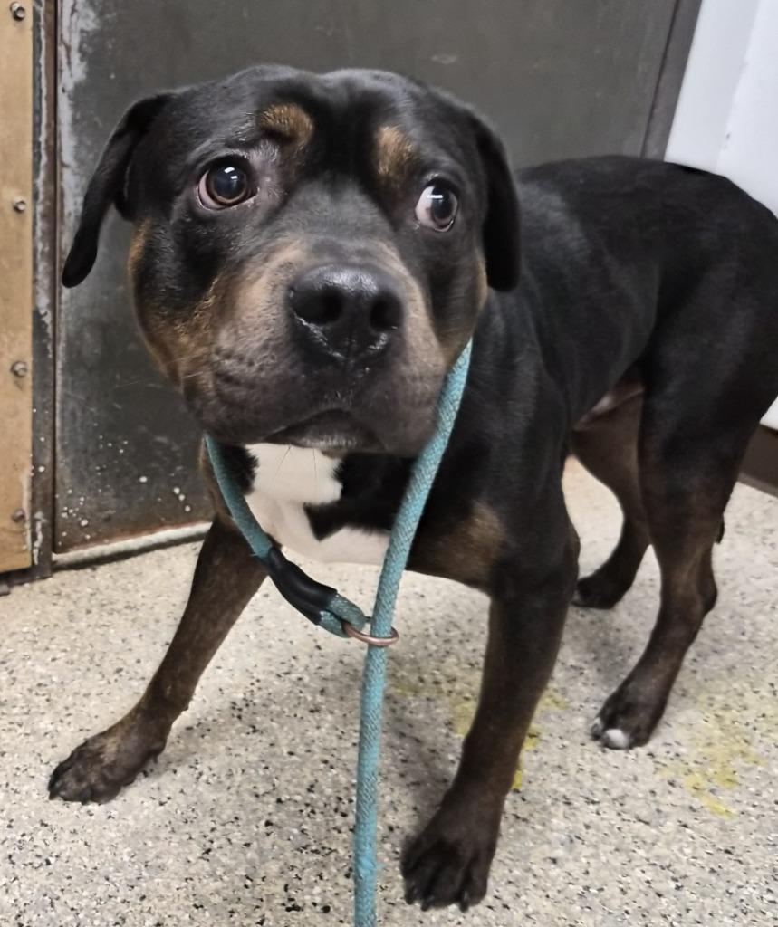 Rumble, Adoptable, Young Male Rottweiler & Mixed Breed.