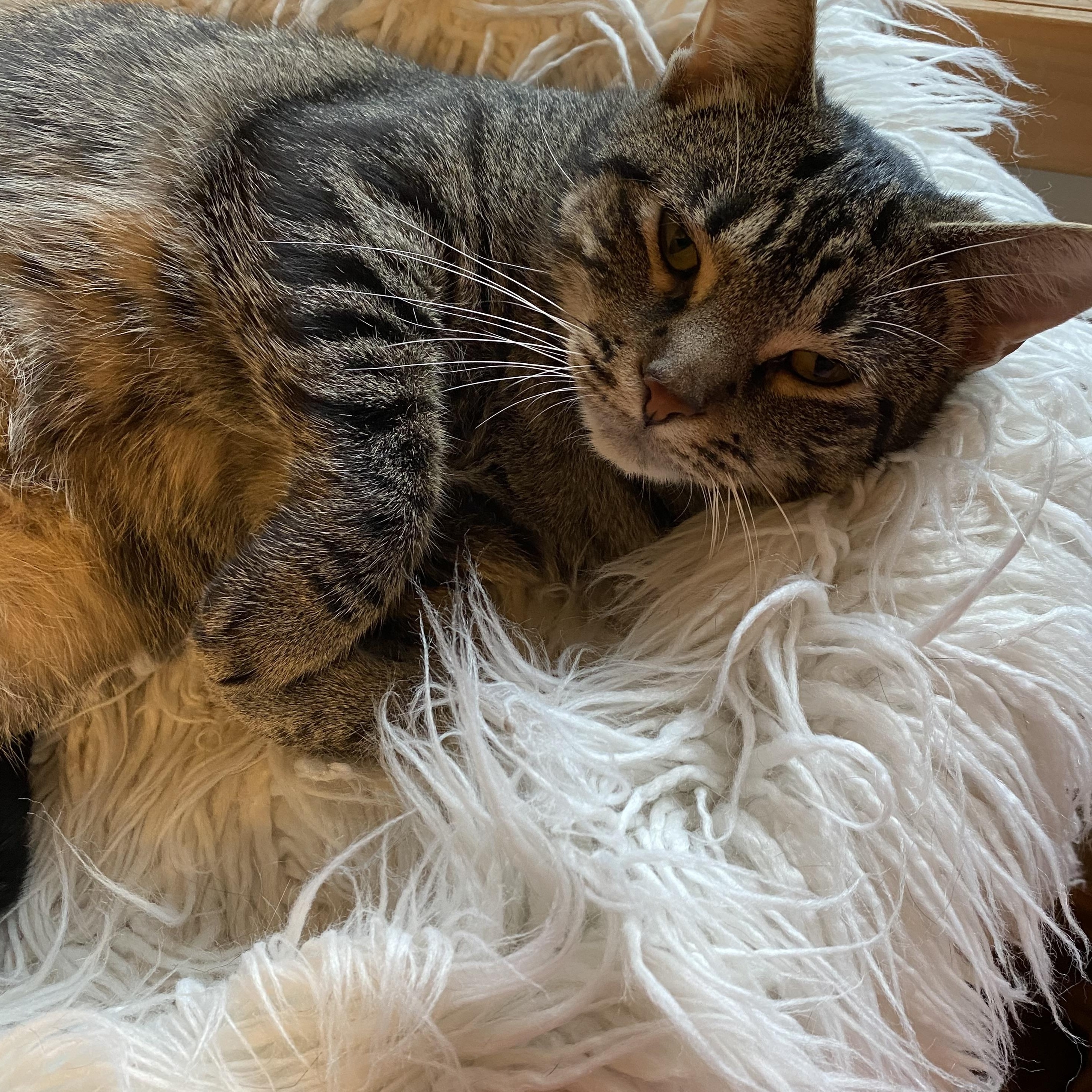 Vera, a Adoptable mixed breed in Omaha, NE image 6/6