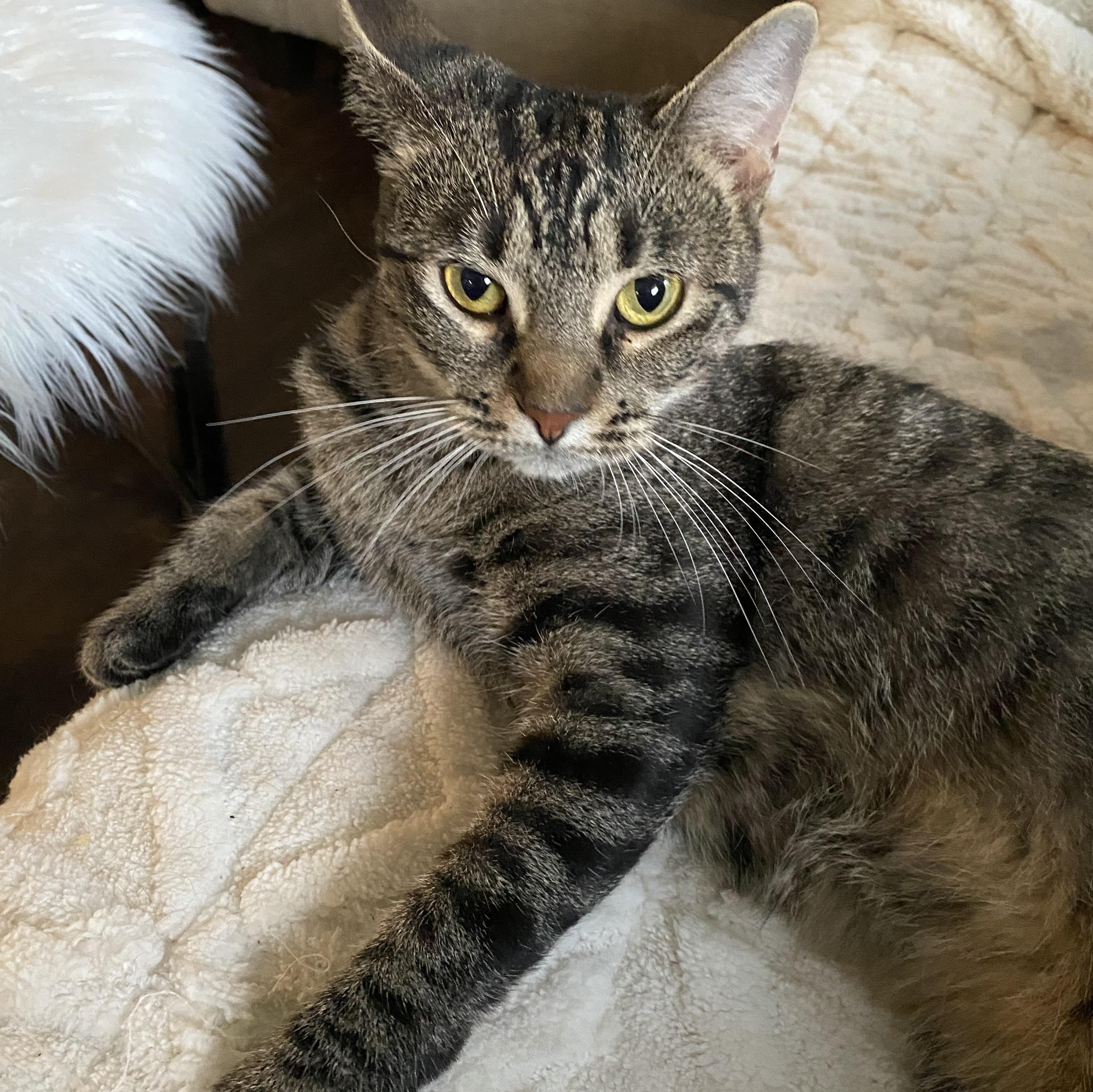 Vera, a Adoptable mixed breed in Omaha, NE image 3/6