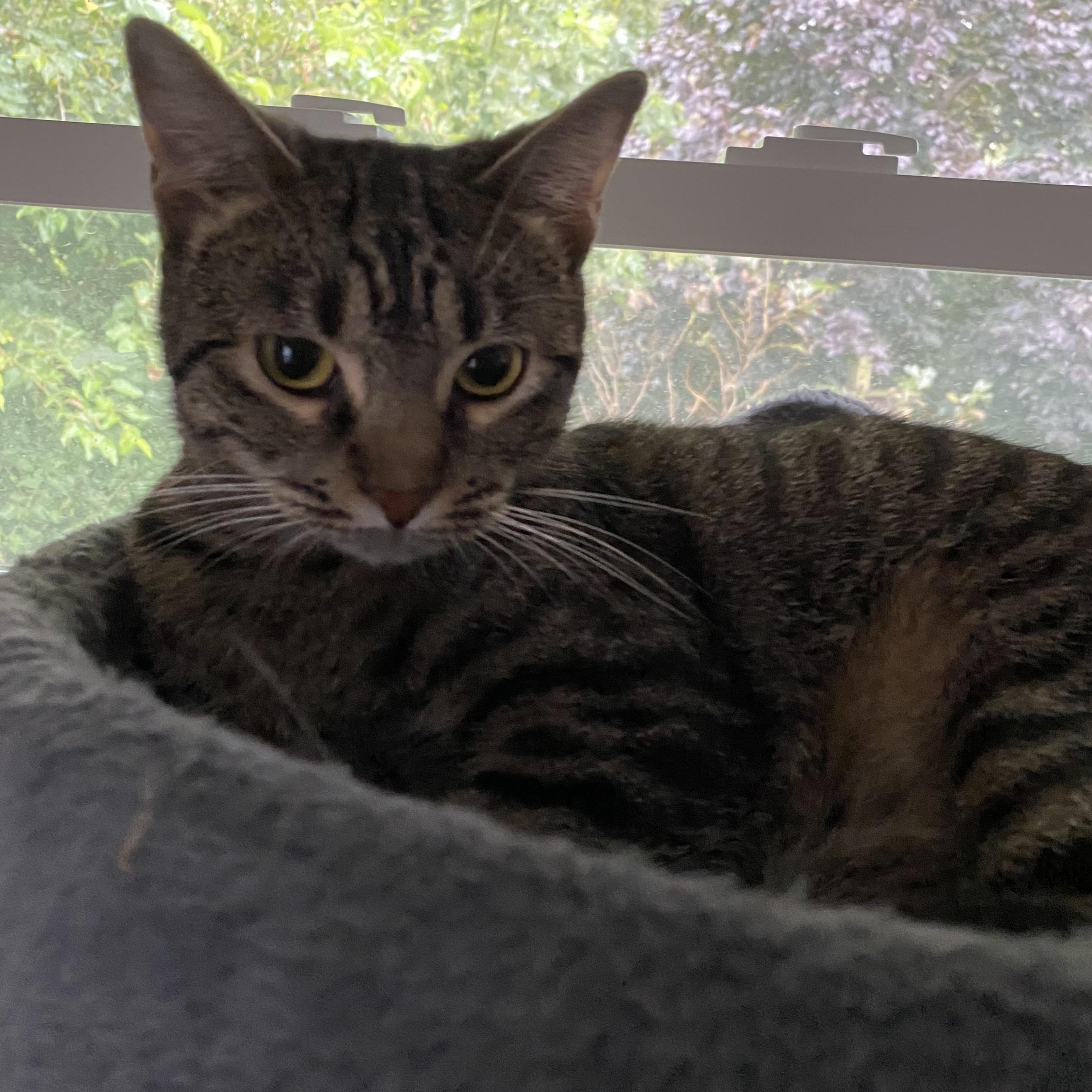 Vera, a Adoptable mixed breed in Omaha, NE image 5/6