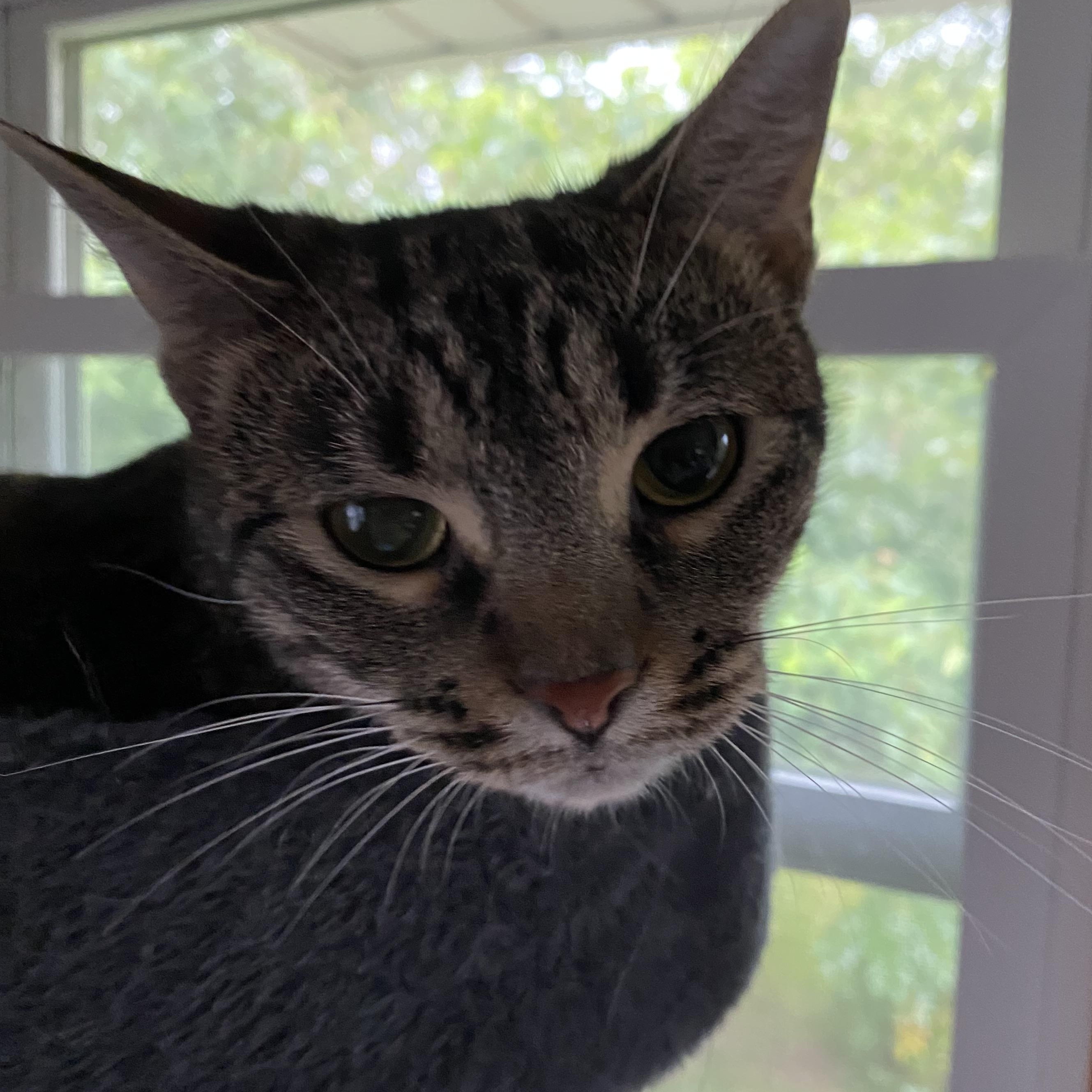 Vera, a Adoptable mixed breed in Omaha, NE image 4/6