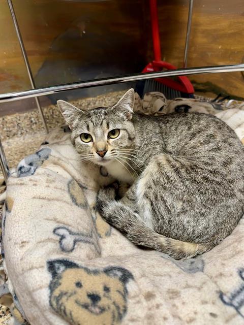 Enlarge CHEWY, a Adoptable Domestic Short Hair in Frisco, CO image 1/1