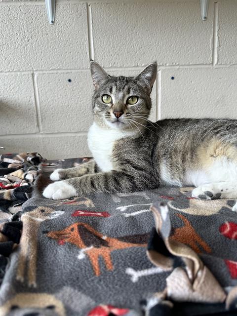 Enlarge CHEWY, a Adoptable Domestic Short Hair in Frisco, CO image 1/1