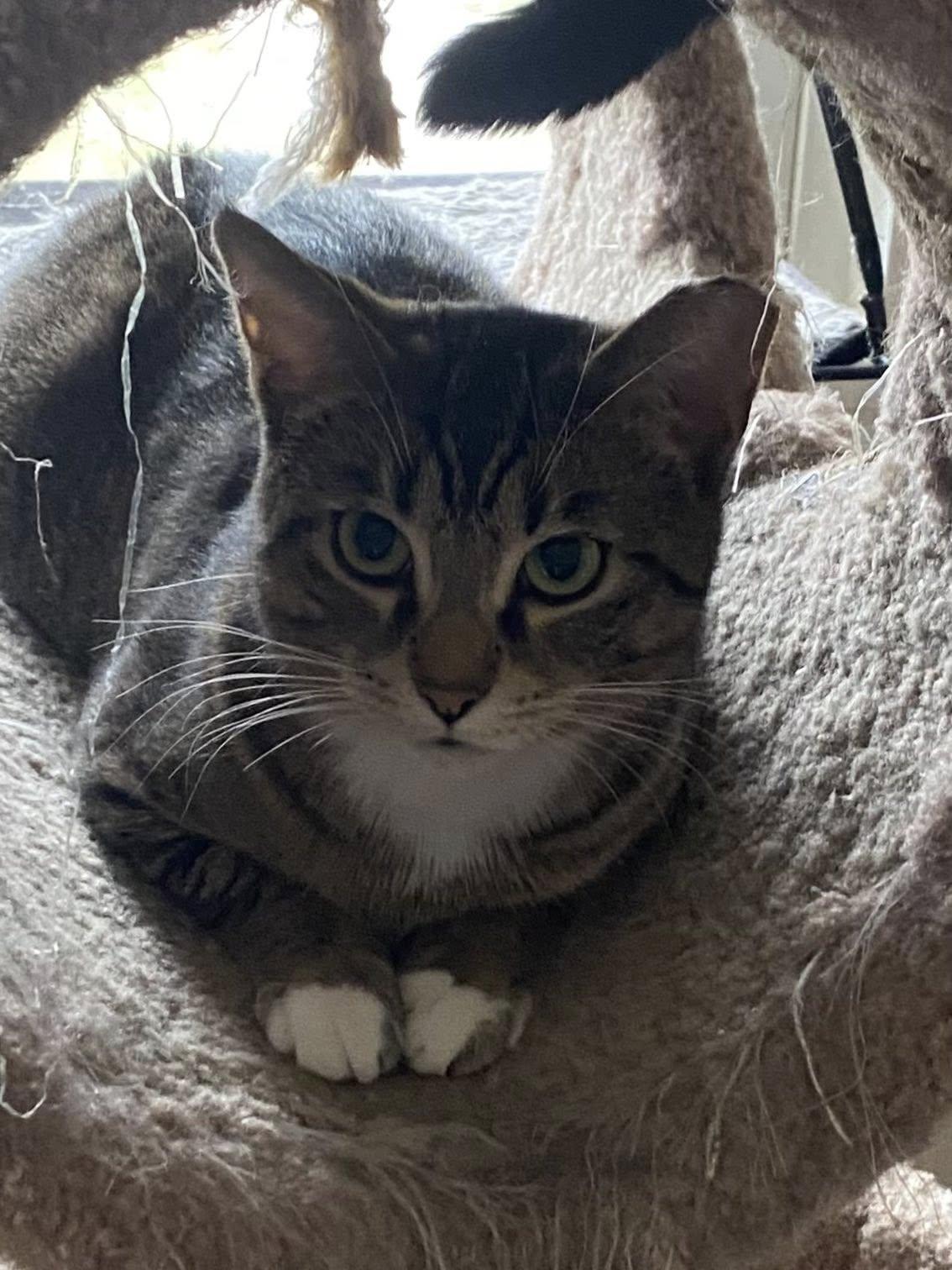 Enlarge Millie, a Adoptable Domestic Short Hair in Sterling Heights, MI image 3/3