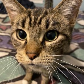 Millie, Adoptable, Adult Female Domestic Short Hair.