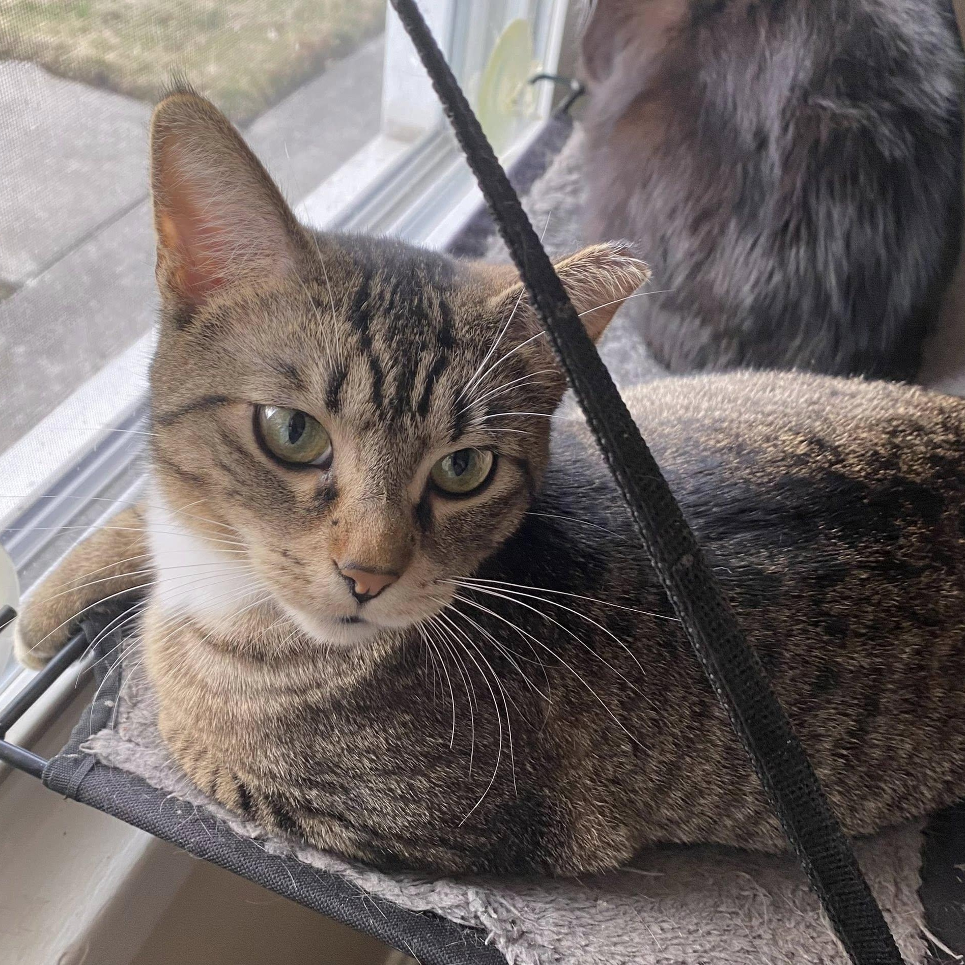 Millie, Adoptable, Adult Female Domestic Short Hair.