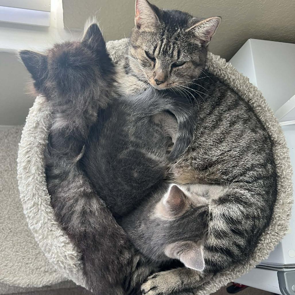 Maple, Adoptable, Young Female Domestic Short Hair.