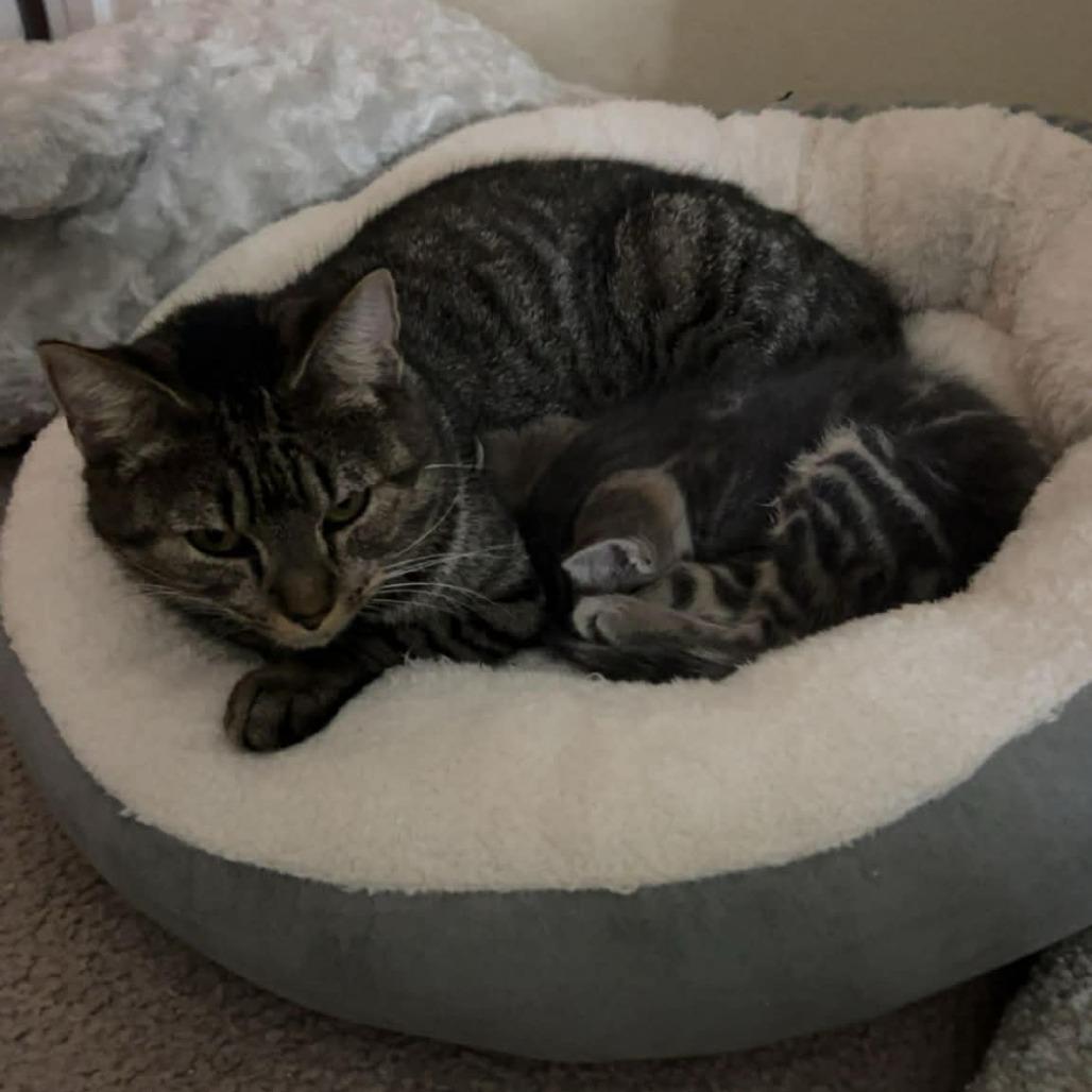 Enlarge Maple, a Adoptable Domestic Short Hair in Harrisonburg, VA image 2/6