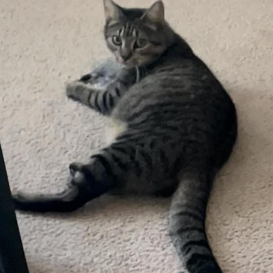 Enlarge Maple, a Adoptable Domestic Short Hair in Harrisonburg, VA image 3/6