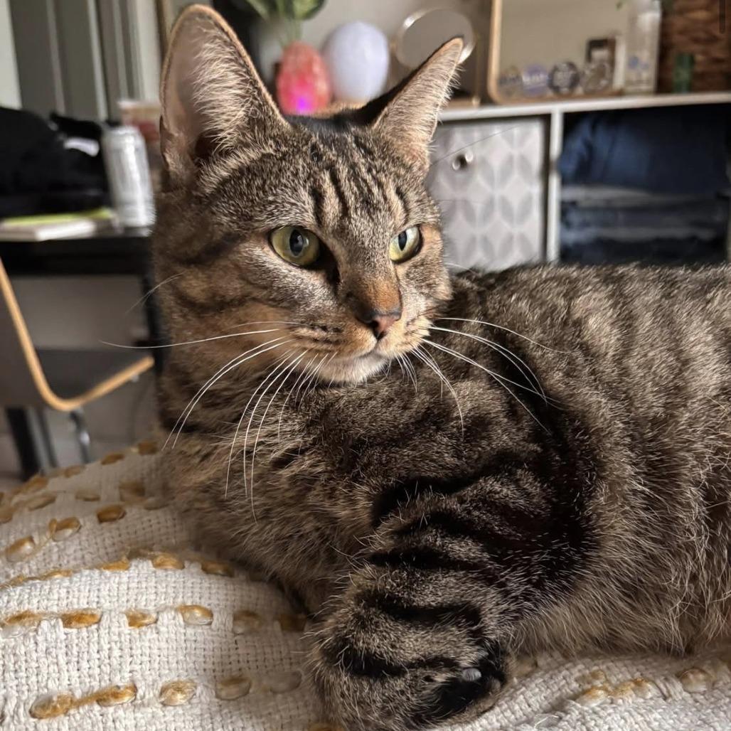 Enlarge Maple, a Adoptable Domestic Short Hair in Harrisonburg, VA image 4/6