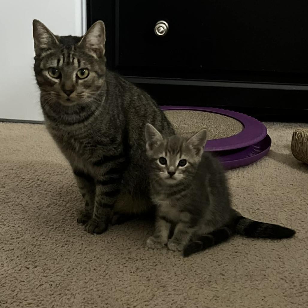 Enlarge Maple, a Adoptable Domestic Short Hair in Harrisonburg, VA image 5/6