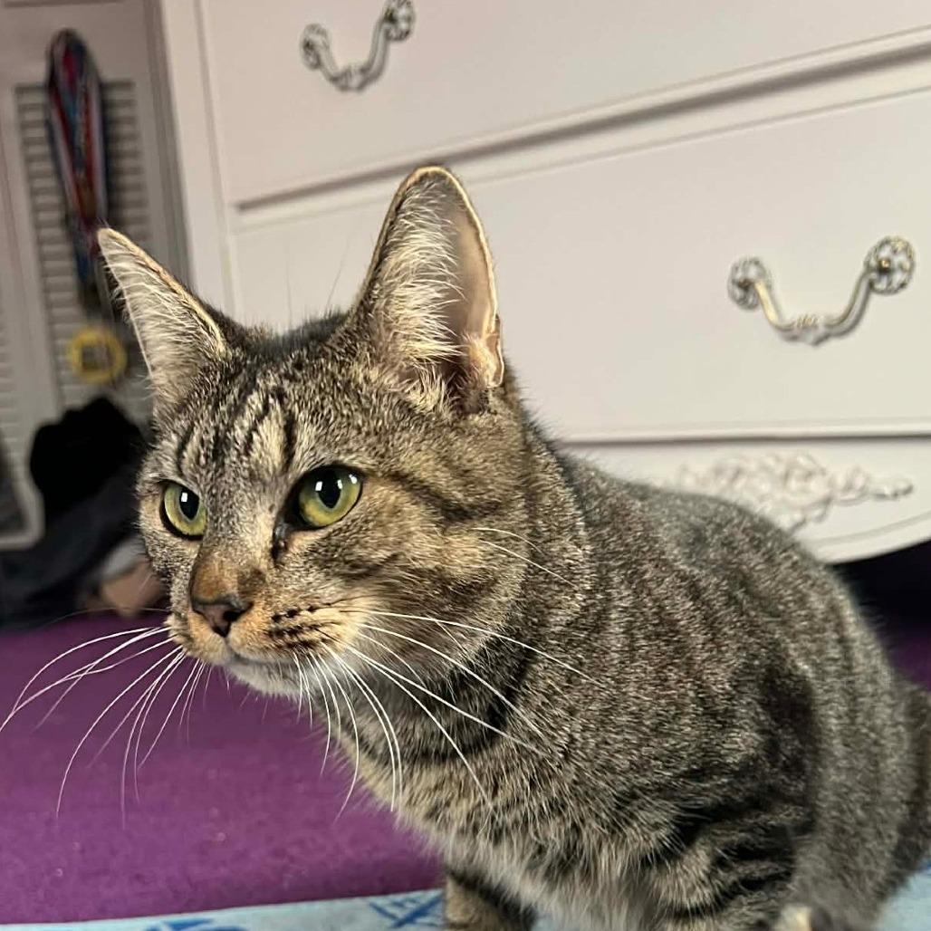 Enlarge Maple, a Adoptable Domestic Short Hair in Harrisonburg, VA image 6/6