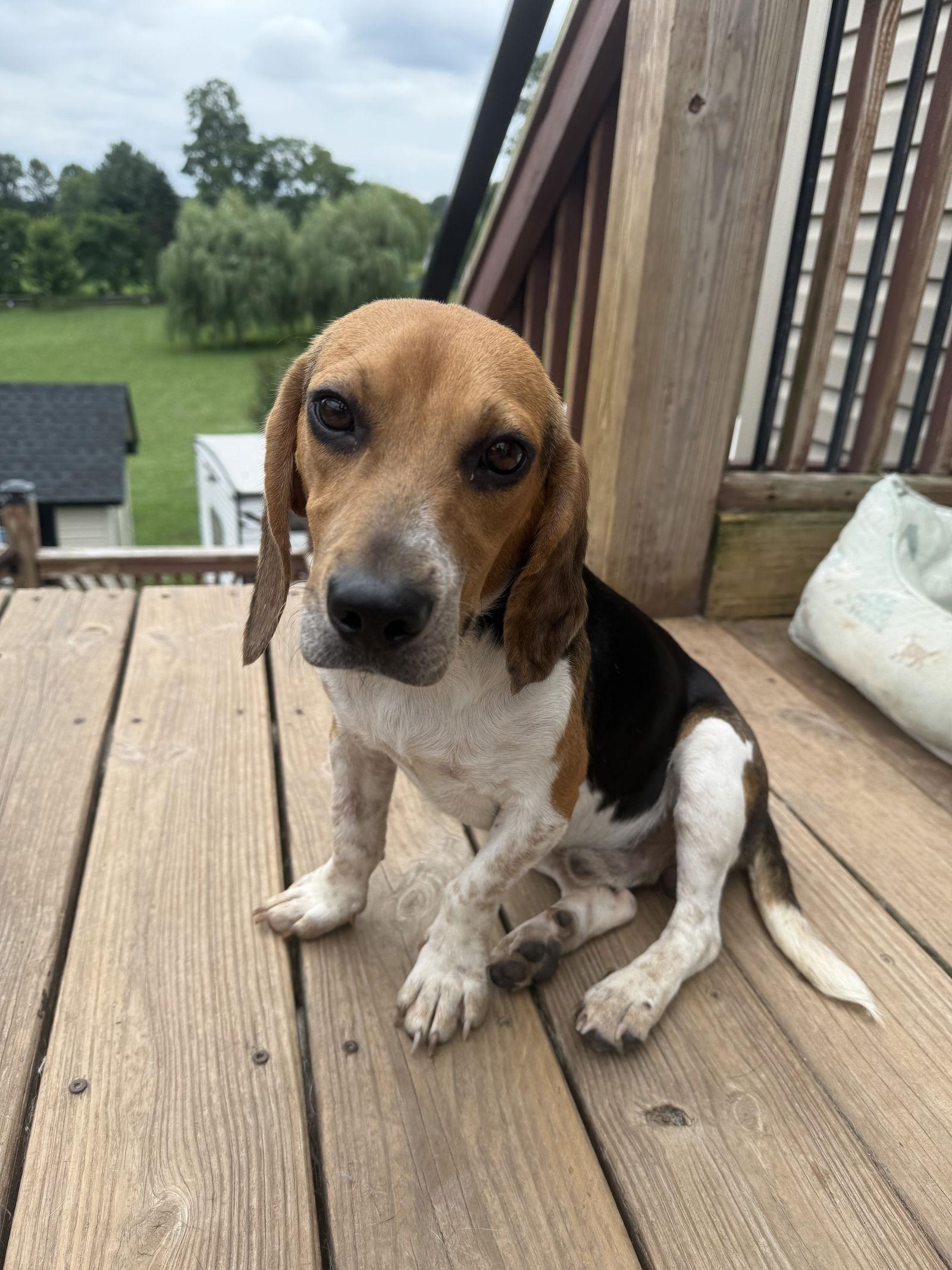 Enlarge Sully, a Adopted Beagle in Elizabethtown, PA image 1/2