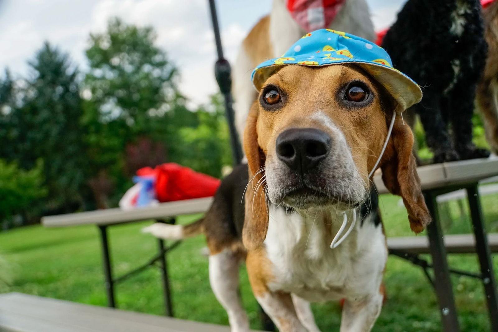 Enlarge Sully, a Adopted Beagle in Elizabethtown, PA image 2/2
