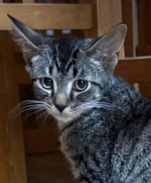 Enlarge Trudy, a Adoptable Domestic Short Hair in Kenosha, WI image 1/4