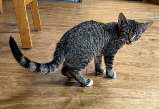 Enlarge Trudy, a Adoptable Domestic Short Hair in Kenosha, WI image 2/4