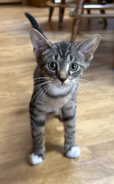 Enlarge Trudy, a Adoptable Domestic Short Hair in Kenosha, WI image 3/4